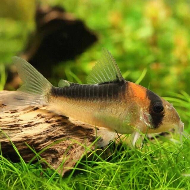 Corydoras Adolfoi
