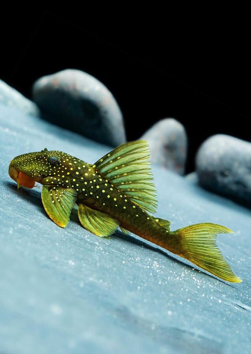L200 Pleco green Phantom "Hemiancistrus subviridis" 5-6 cm-8-9 cm