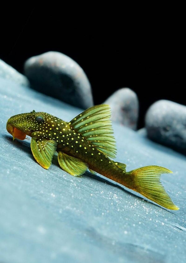 L200 Pleco green Phantom "Hemiancistrus subviridis" 5-6 cm-8-9 cm