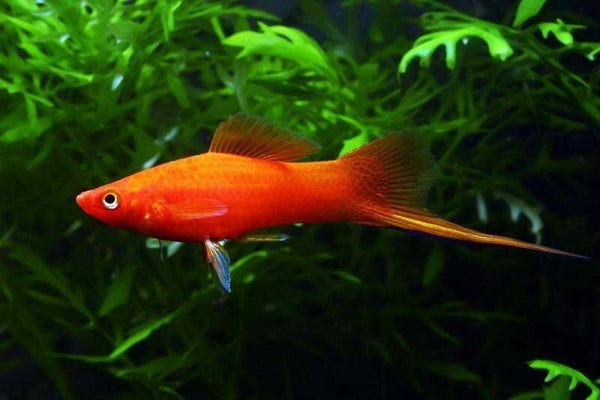 Zwaarddrager Rood – Xiphophorus hellerii