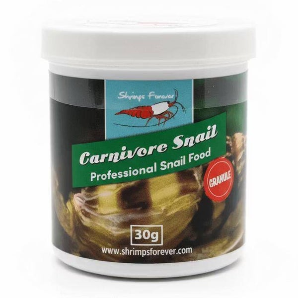 Shrimps Forever Carnivore Helena Snail