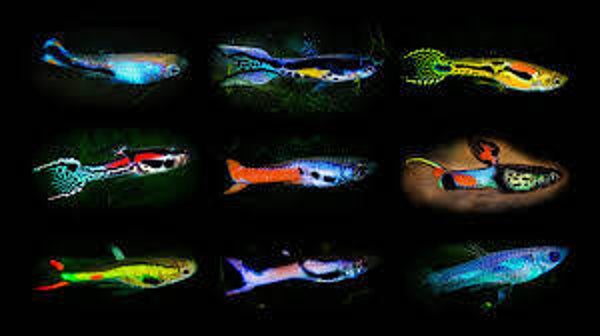 Mix van prachtige Endler mannen guppen uit Thailand