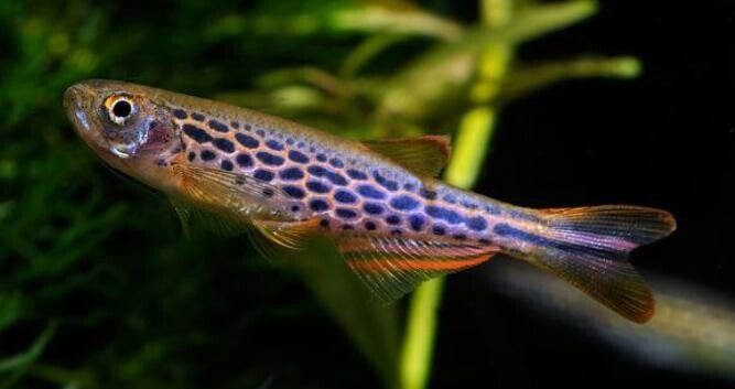 Brachydanio frankei  Danio leopard