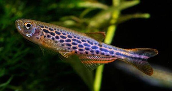 Brachydanio frankei  Danio leopard