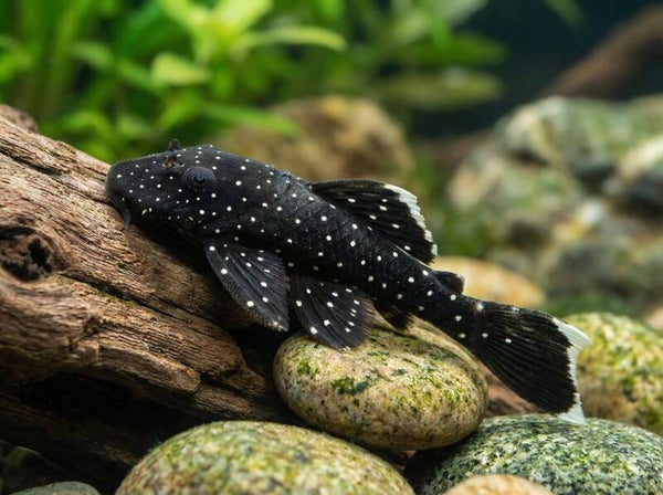 Prachtige L181-Peppermint pleco 2-6 cm