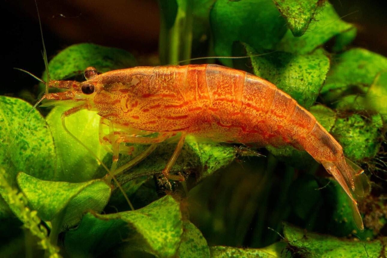 Sunset Red Amano garnalen 1,8-2,2 cm - Sunset Caridina shrimp