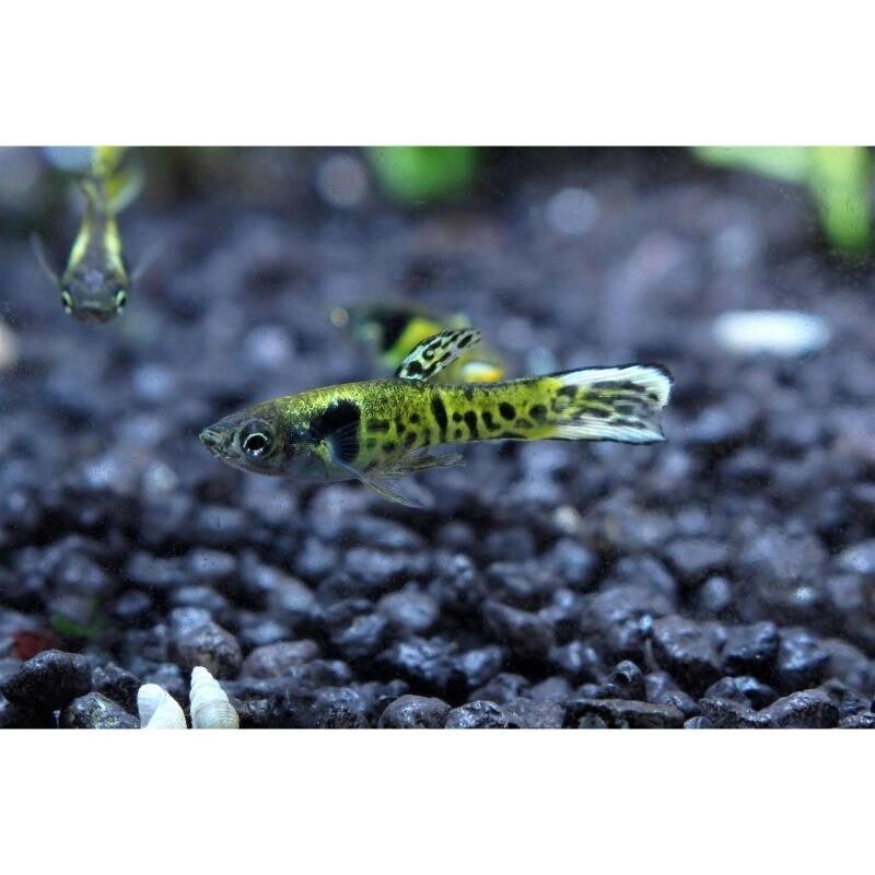 Guppy Tiger Green Snake Endler man