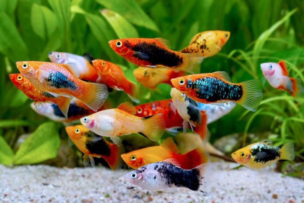Xiphophorus mix Platy's random