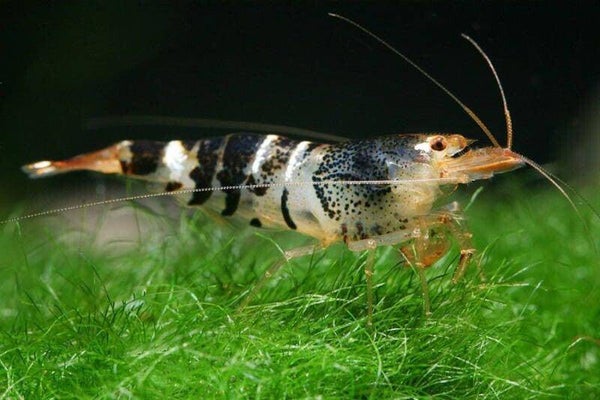 Mambo bee (tijger) garnalen - Mambo bijengarnalen zwart-blauw-bruin-blauw - Caridina Shrimp