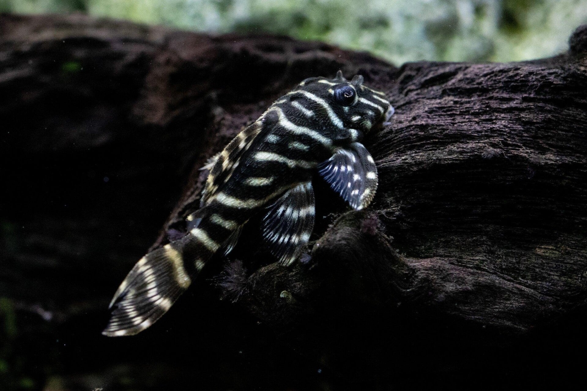L129 Colombian zebra pleco - Hypancistrus debilittera