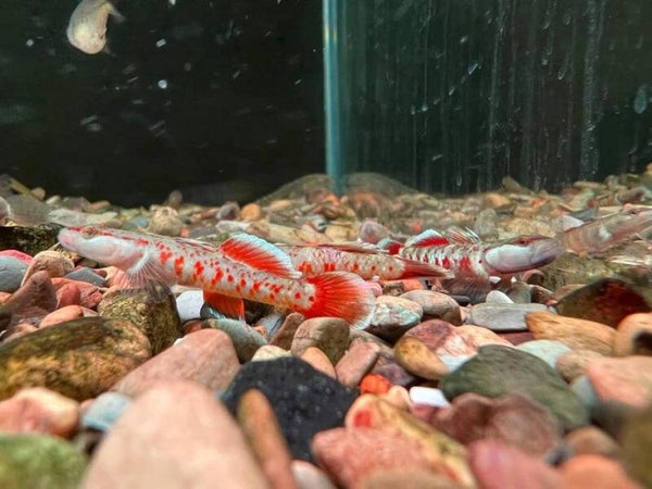 Rhinogobius sp. – Red Goby