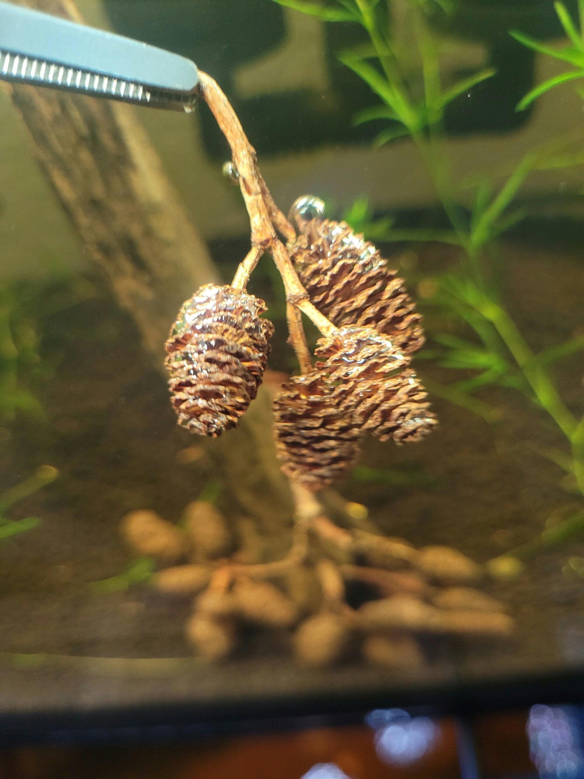 Elzenknoppen aquarium