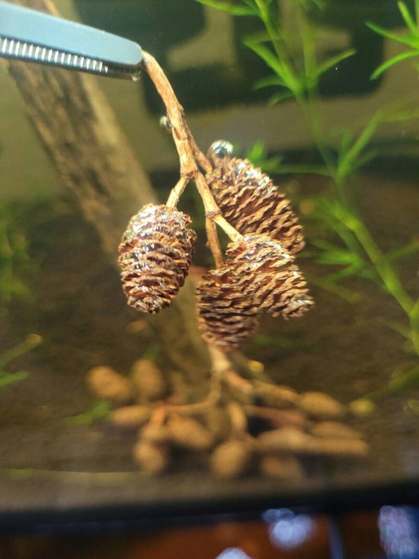 Elzenknoppen aquarium