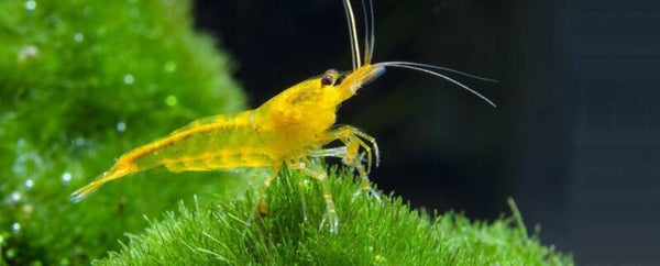 Lemon Yellow Amano garnalen 2-3 cm - Caridina shrimp