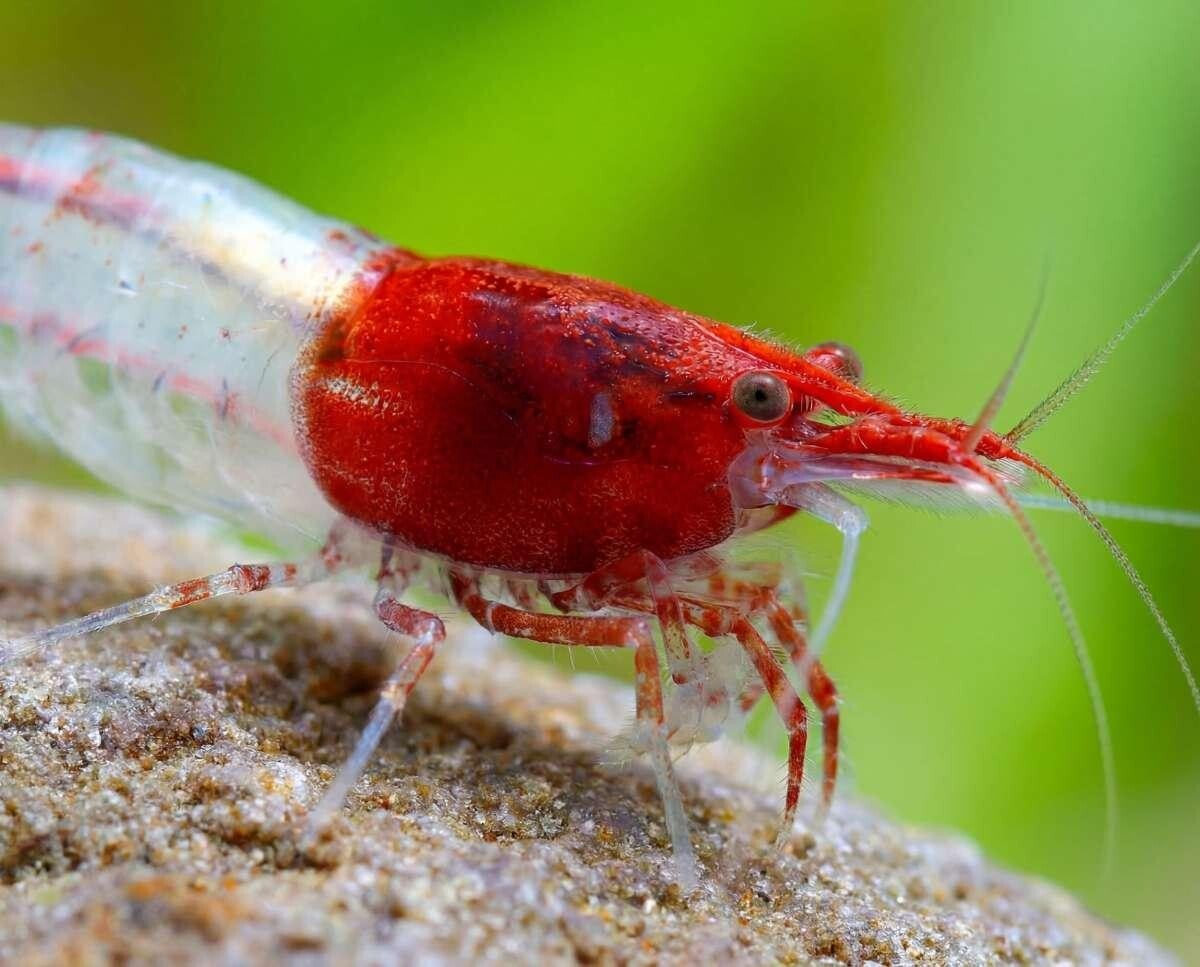 Rilli's Red garnalen