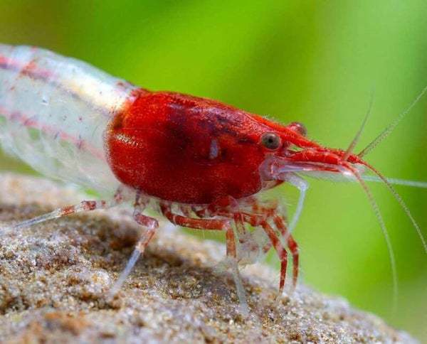 Rilli's Red garnalen