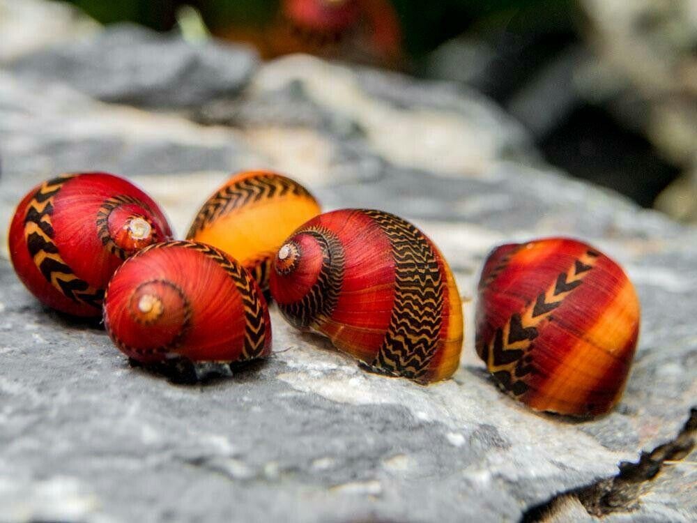 Prachtige Unieke Neritina-Vittina Waigiensis Renslak