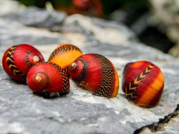 Prachtige Unieke Neritina-Vittina Waigiensis Renslak