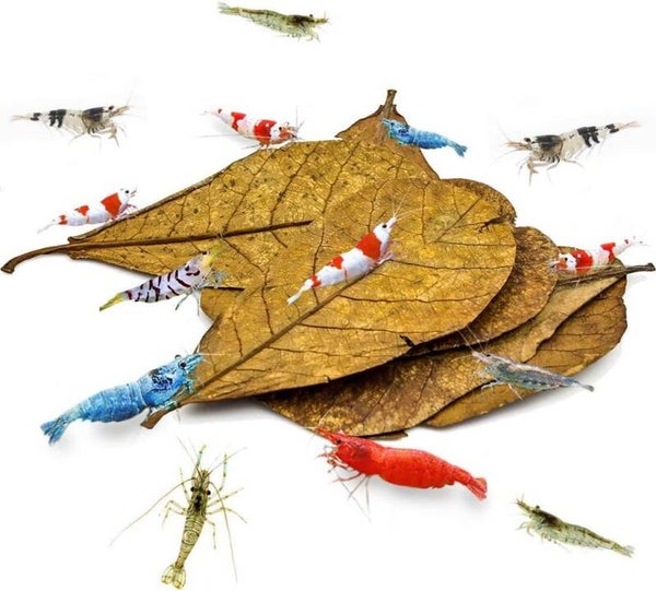 Catappa (amandel) blad gemiddeld 10-40 cm