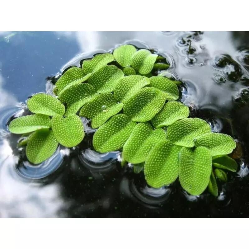 Salvinia natans drijfplantjes