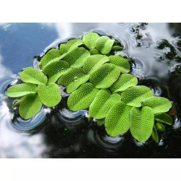 🌿 Salvinia natans – Mooie & Sterke Drijfplant