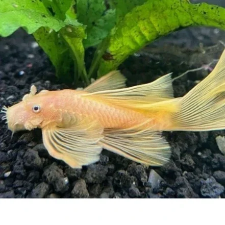 Ancistrus Yellow Longfin L144  4 cm