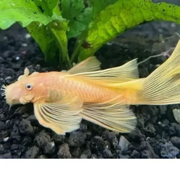 Ancistrus Yellow Longfin L144  5 cm