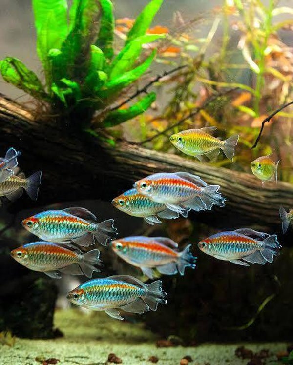Tetra Congo (3 cm) - Phenachogrammus interuptus
