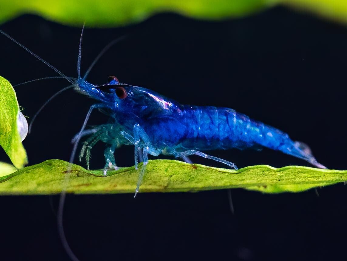 Blue Velvet Pearl garnalen