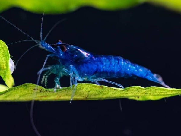 Blue Velvet Pearl garnalen