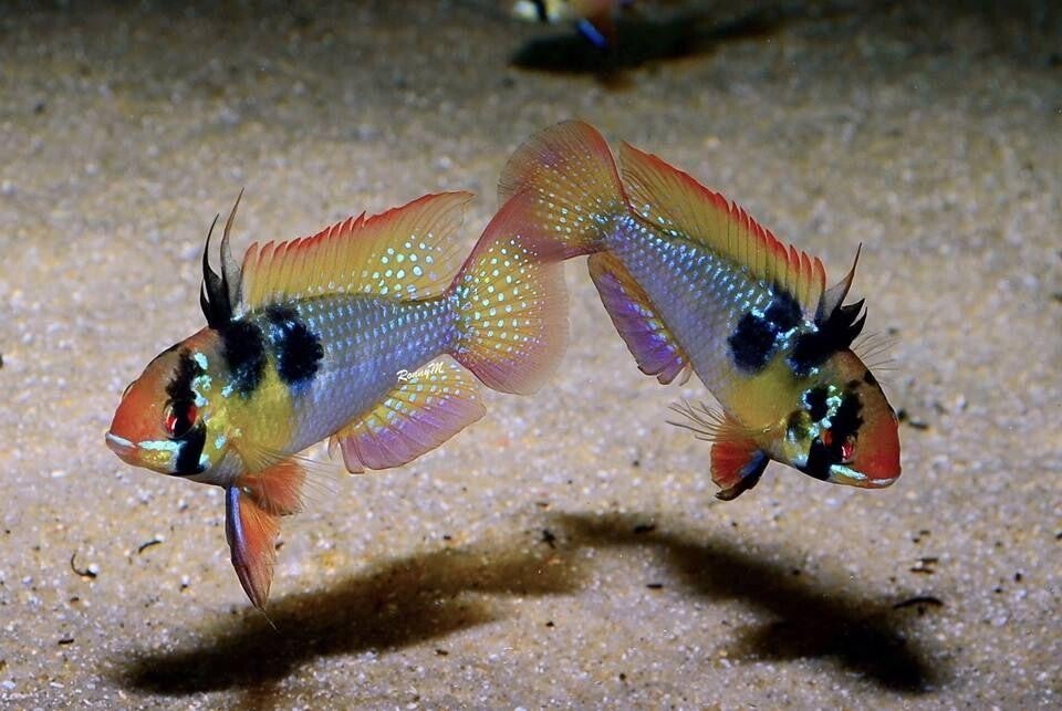Mikrogeophagus Ramirezi - Antennebaarsje