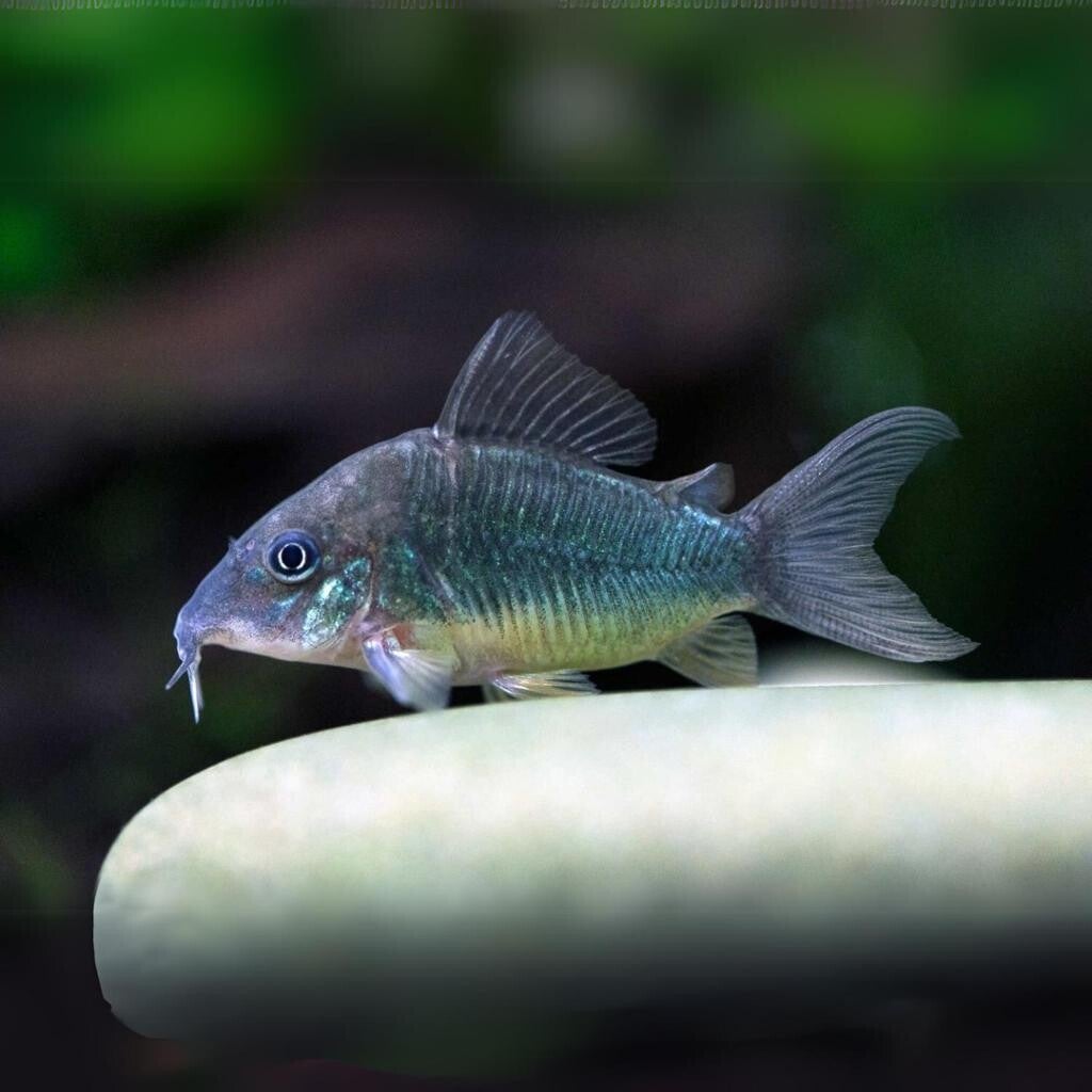 Corydoras Aneus green