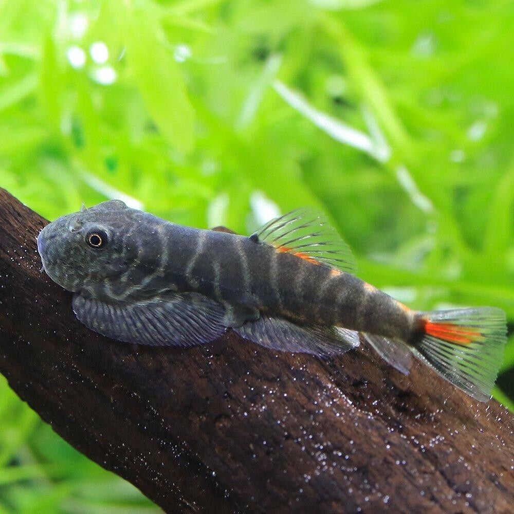 Gastromyzon sp. “Bloody Mary” -  Rode heuvelstroom modderkruiper