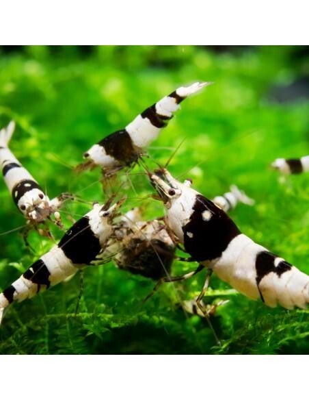 Crystal Black garnalen A gradatie - Caridina Shrimp