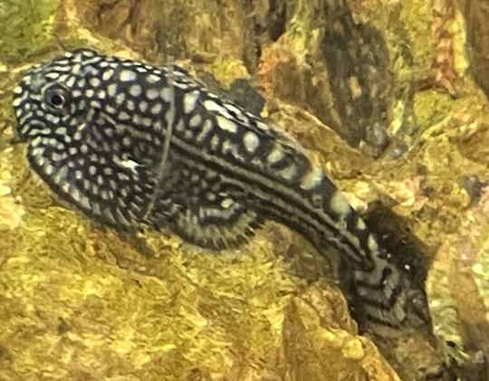 Tijger gastromyson - Steenkruiper "Sewellia lineolata" 3-4 cm- Raamplakker