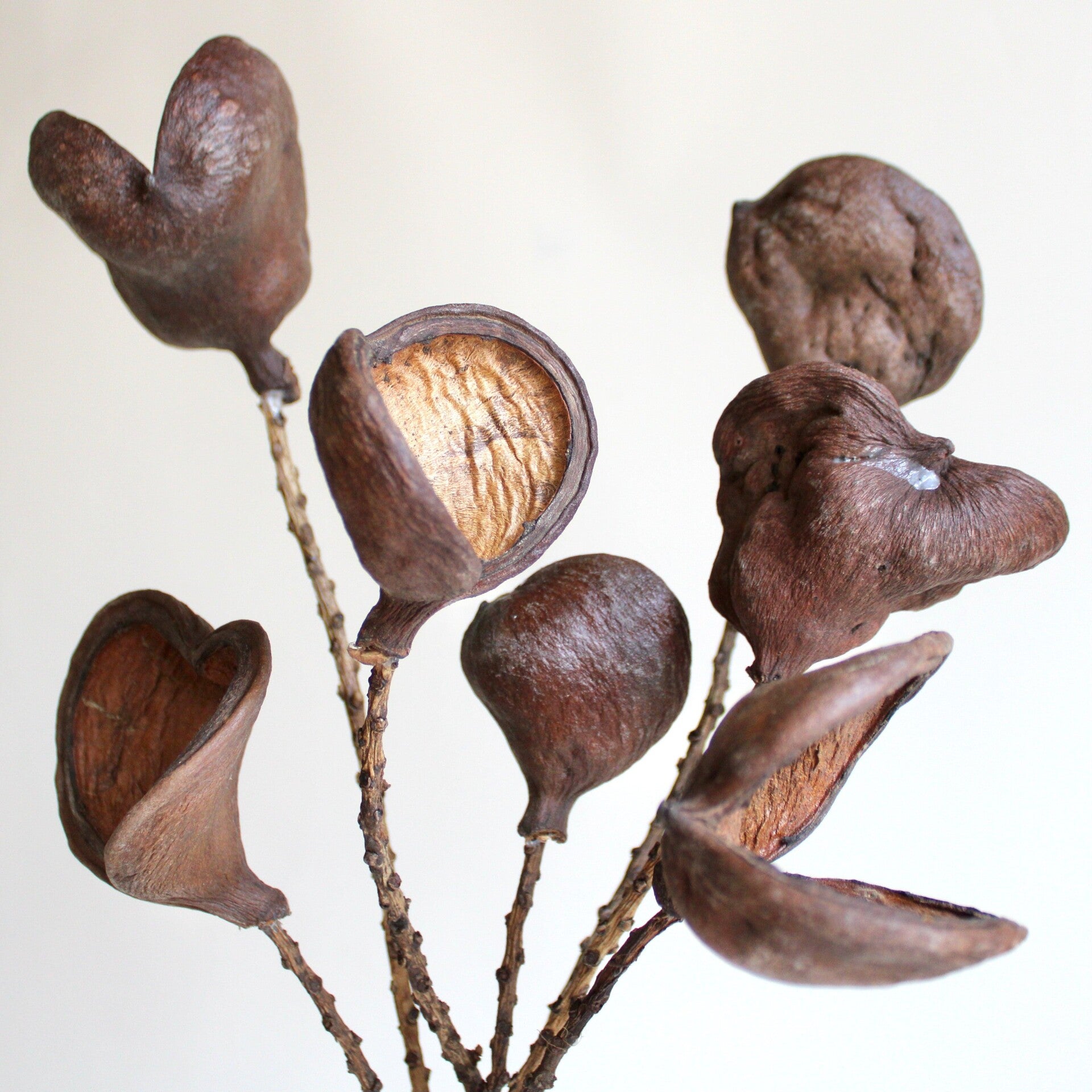 Badam op Steel 50 cm – Natuurlijke decoratie en schuilplaats