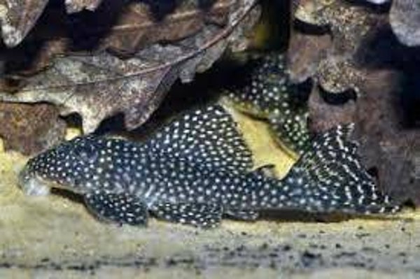 Hypancistrus sp. L136 Pleco