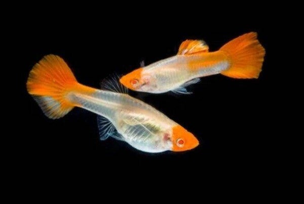 Poecilia reticulata Red Cap – Red Cap Koi gup man/vrouw