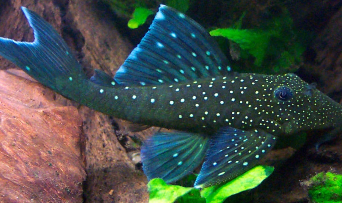 L128 Peco Hemiancistrus Sp. (Blue Phantom) | ShrimpMania