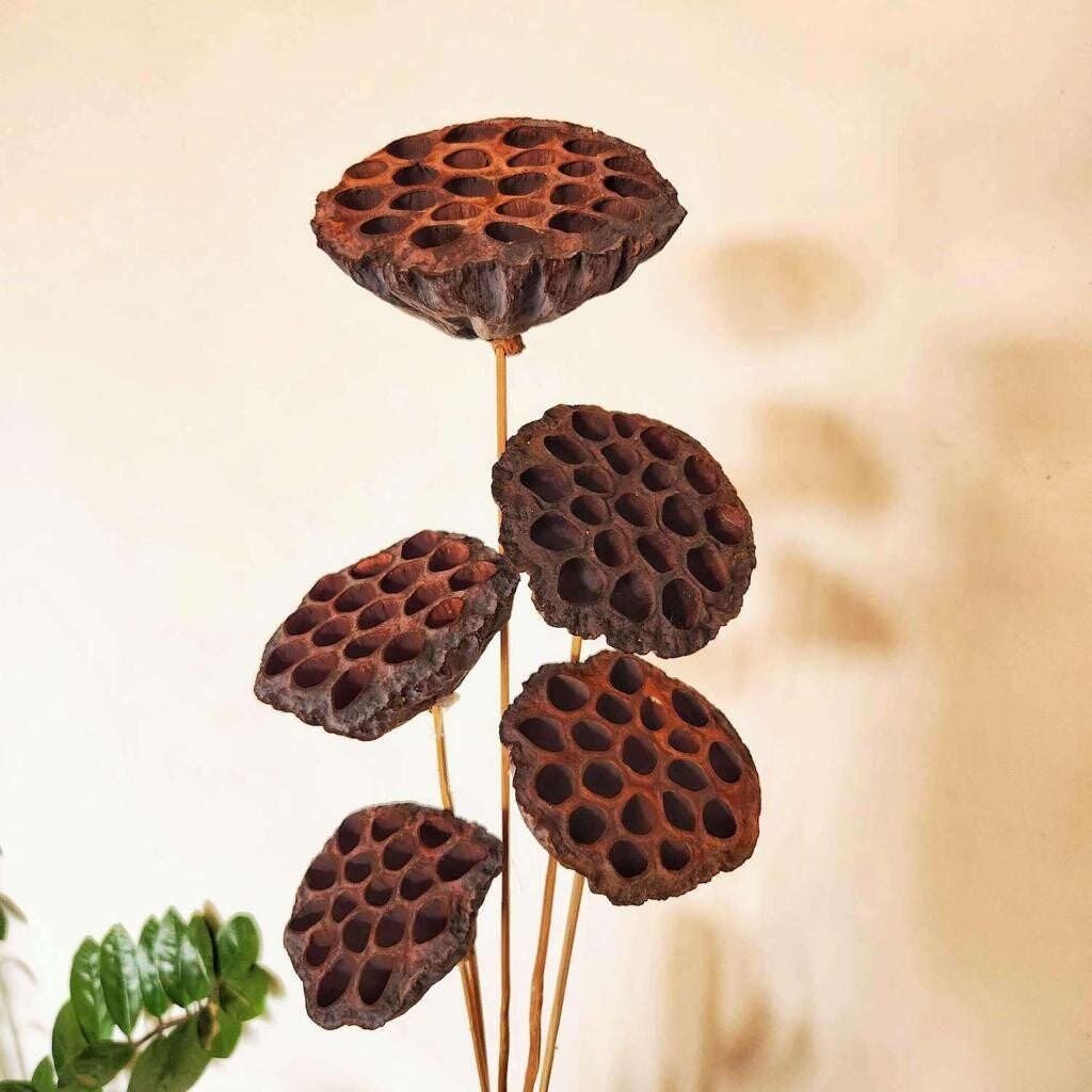 Lotus op Steel – Natuurlijke schuilplaats voor garnalen en kleine visjes 50 cm