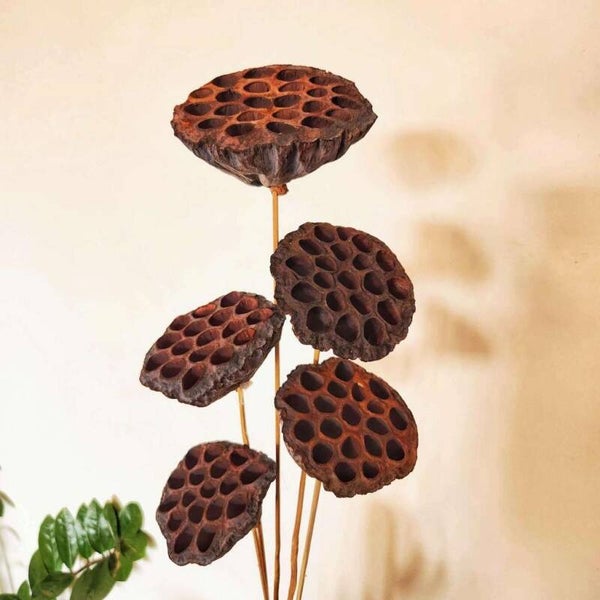 Lotus op Steel – Natuurlijke schuilplaats voor garnalen en kleine visjes 50 cm