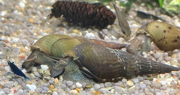 KingKong chopstick snail-Eetstokjeslakken (Stenomelania Torulosa)