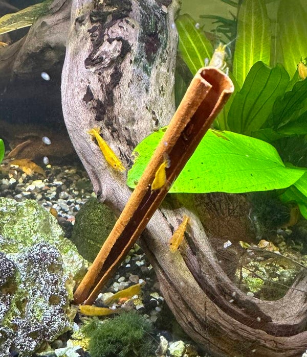 Cinnamon-kaneel bark tube 6 stuks