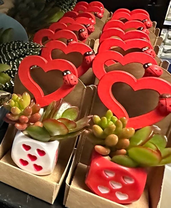 Succulents Dobbelsteen – Decoratieve vetplant