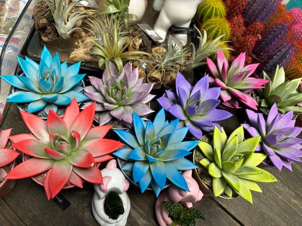 Kunstmatig gekleurde Echeveria – diverse kleuren