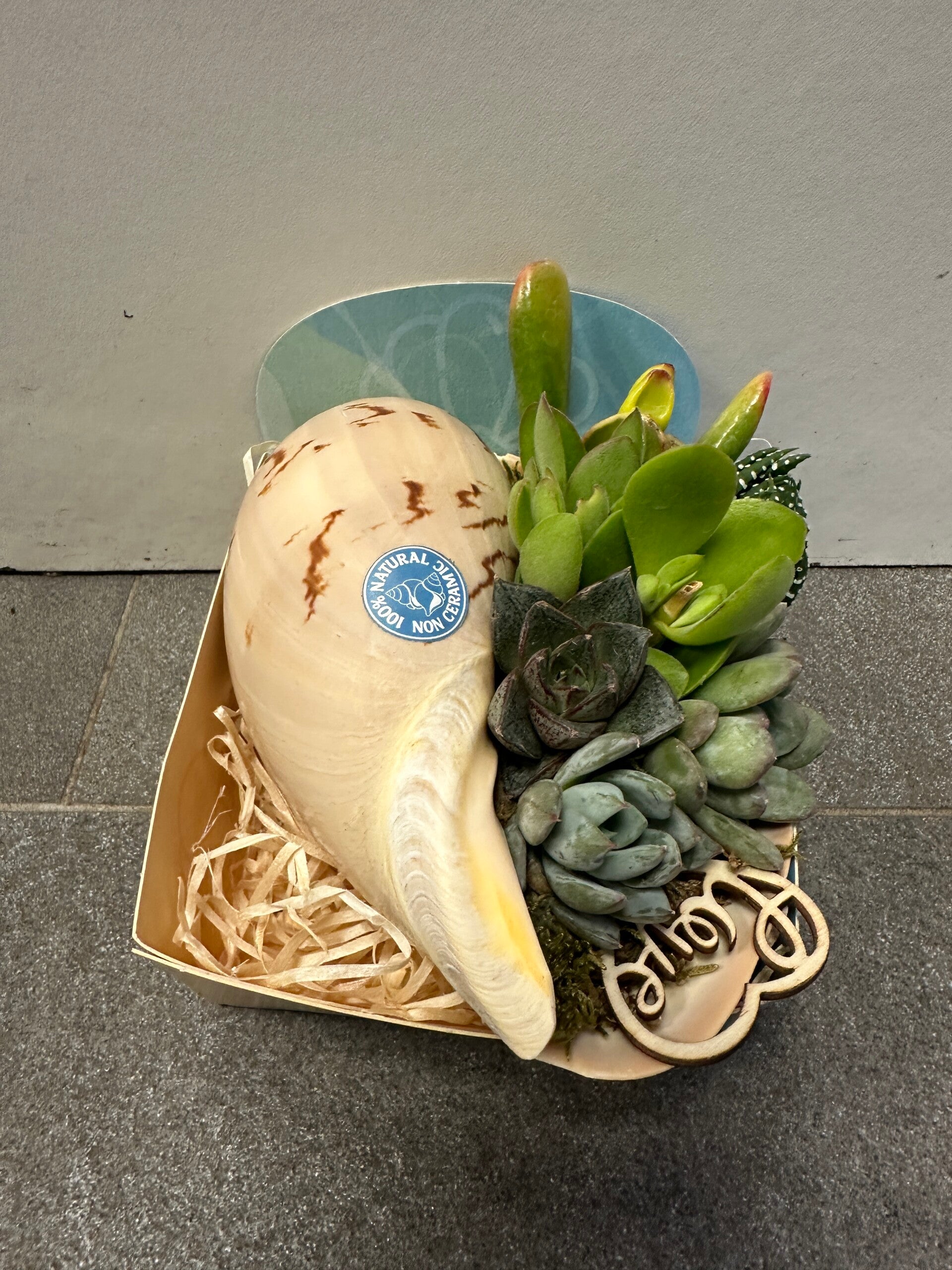 Schelp Medo Diadema met vetplantjes