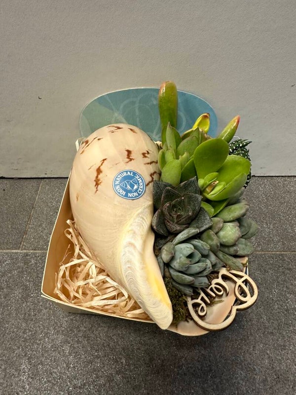 Schelp Medo Diadema met vetplantjes