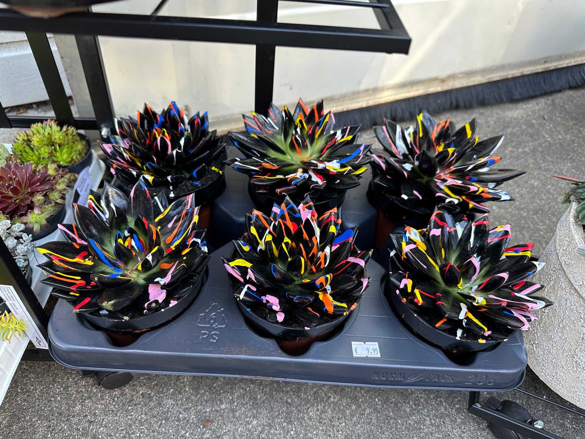 Echeveria Miranda ‘Coloured Splash’ – Black of White