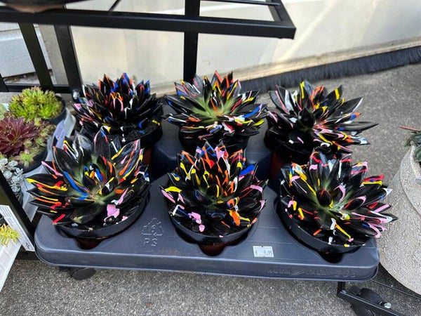 Echeveria Miranda ‘Coloured Splash’ – Black of White
