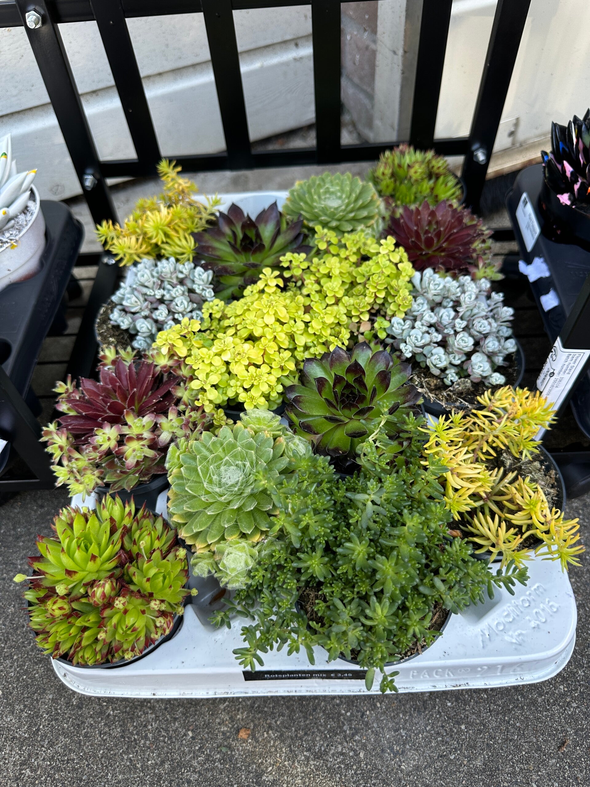 Rotsplanten Mix – Winterharde vetplanten